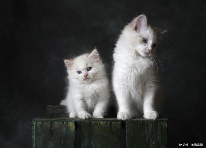 ？新手必看的猫粮推荐排行榜最新最好不朽情缘网站哪款猫粮比较好值得买(图10)